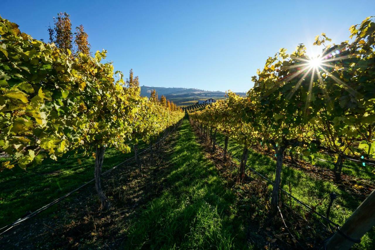 The Vineyards Lodge شيلان المظهر الخارجي الصورة